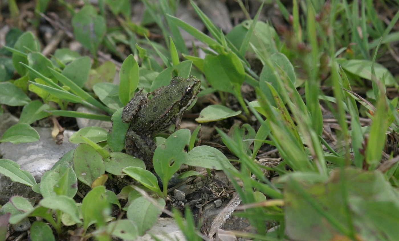 Nature/zBatraciens/IMG_5525.jpg