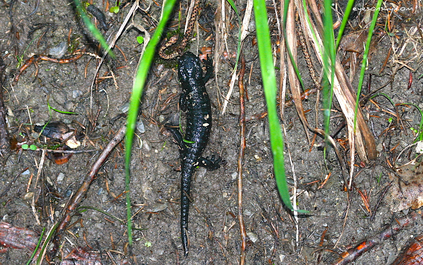 Nature/zBatraciens/salamandre-noire-IMG_1496.jpg