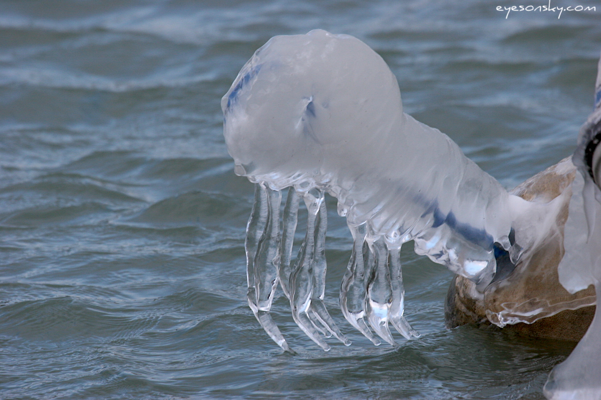 Suisse/Geneve/Leman-Ice/Part5/IMG_1637.jpg
