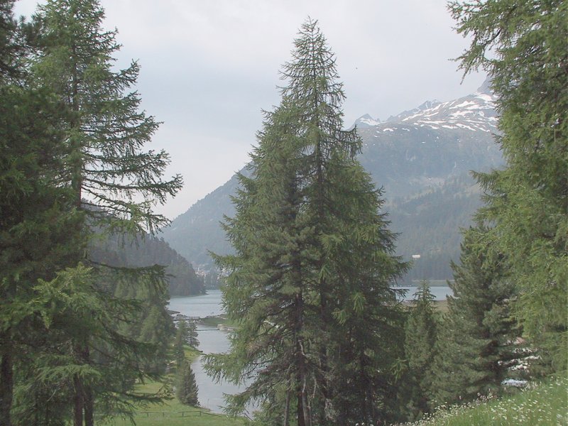 Suisse/Grisons/Silvaplana/20010711/113-1386_imgg.jpg