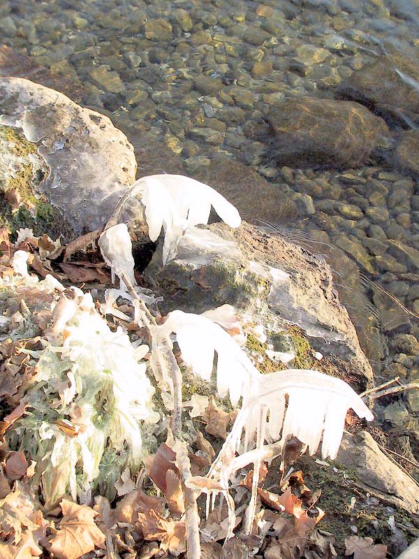 Suisse/Leman/20011216/imgg_3202.jpg