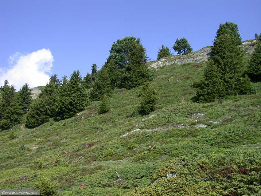 Suisse/Valais/Aletsch/20020623/DSCN4345.jpg