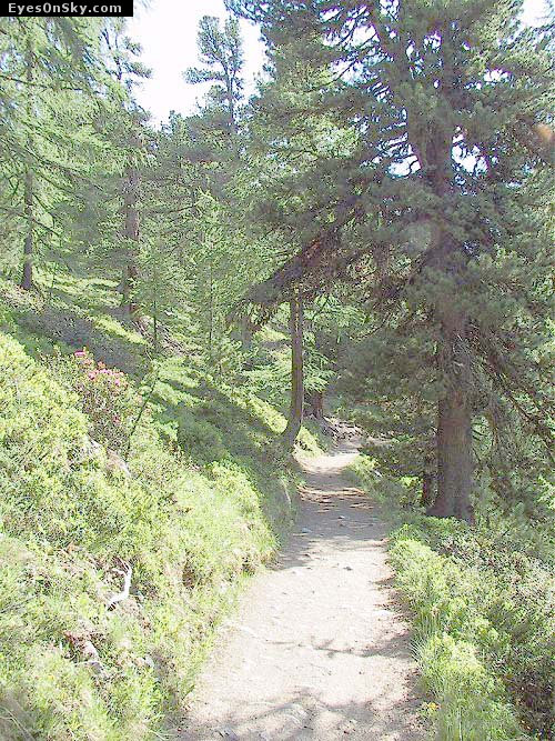 Suisse/Valais/Zermatt/RiffleBerg20010703/110-1018_imgg.jpg