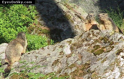 Suisse/Valais/Zermatt/RiffleBerg20010703/110-1029_imgg.jpg