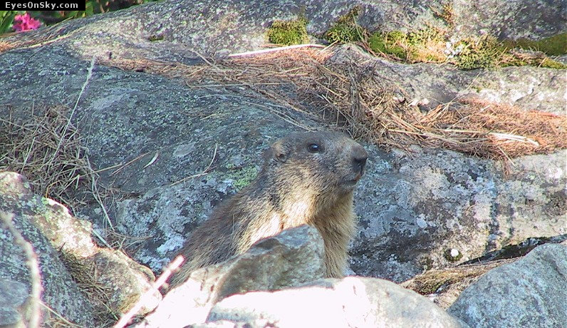 Suisse/Valais/Zermatt/RiffleBerg20010703/110-1046_imgg.jpg