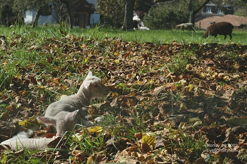 Suisse/Vaud/Blonay/20021012/DSC_1385g.jpg