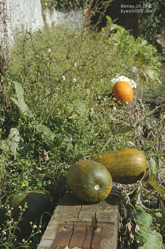 Suisse/Vaud/Blonay/20021012/DSC_1395g.jpg