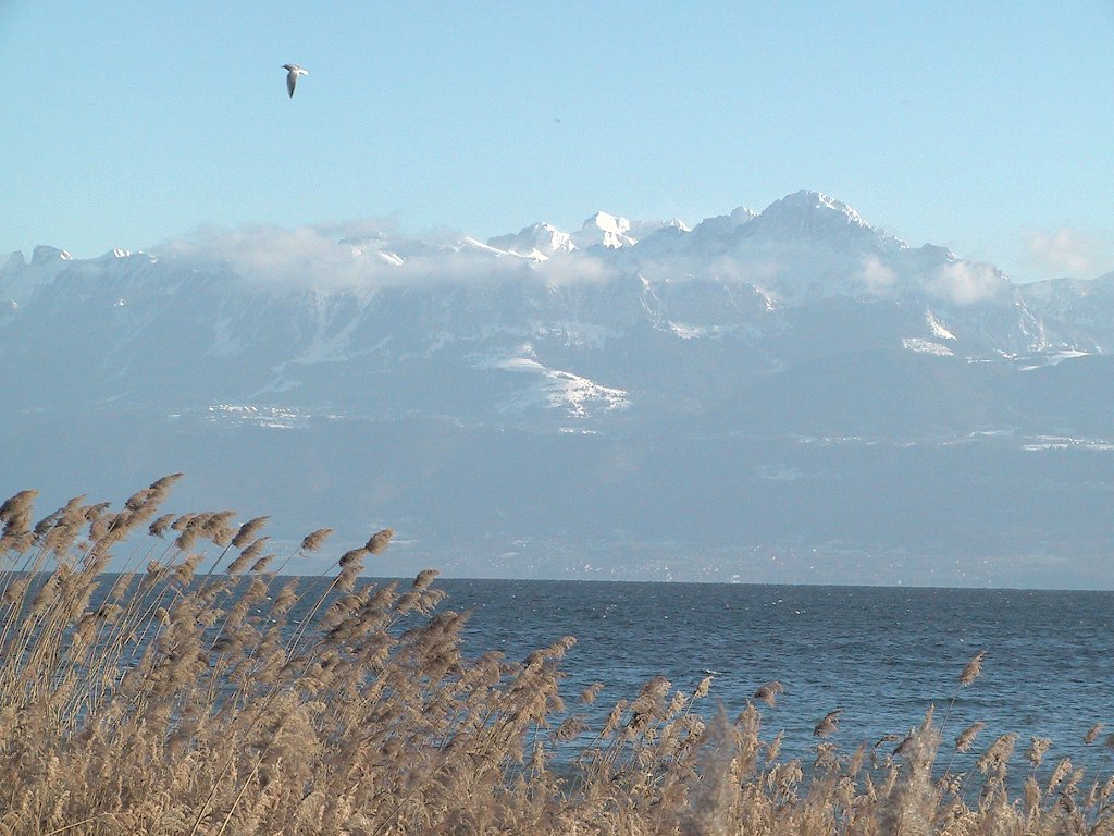 Suisse/Vaud/Morges/Oche/imgg_3265.jpg