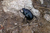 randimg/nature randimg/nature
