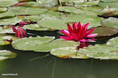 randimg/nature