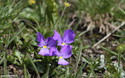 randimg/nature randimg/nature