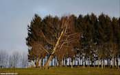 randimg/nature randimg/nature