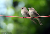randimg/nature