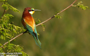 randimg/nature