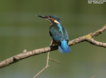 randimg/nature
