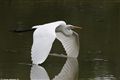 Grande aigrette